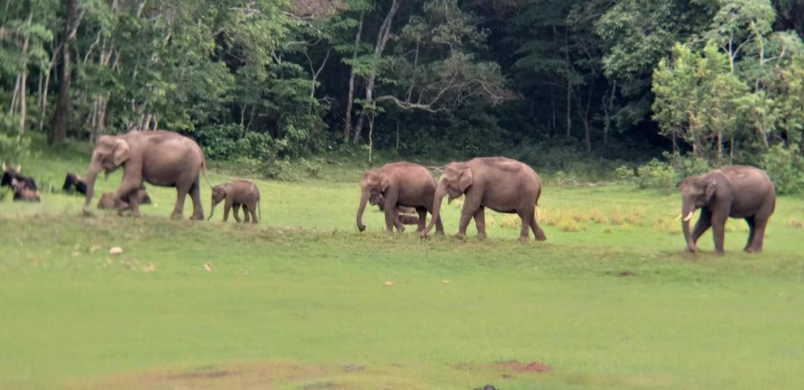 Aditi Thekkady Esterno foto