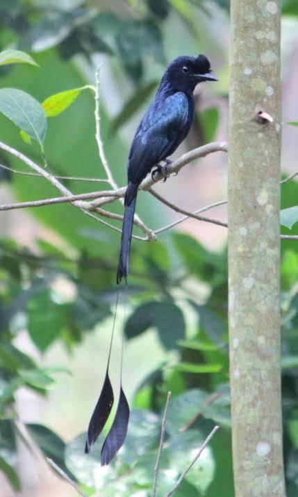 Aditi Thekkady Esterno foto