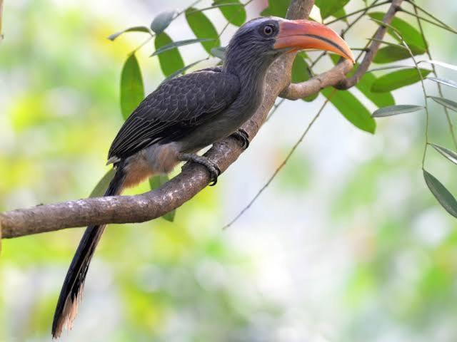 Aditi Thekkady Esterno foto