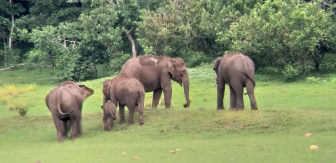 Aditi Thekkady Esterno foto
