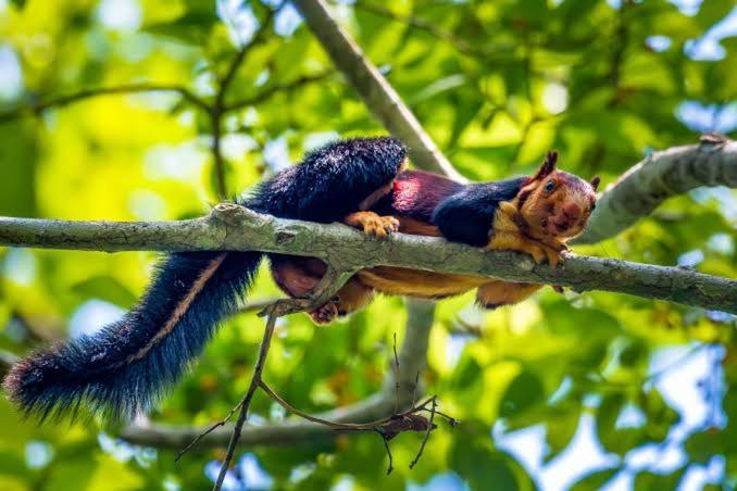 Aditi Thekkady Esterno foto