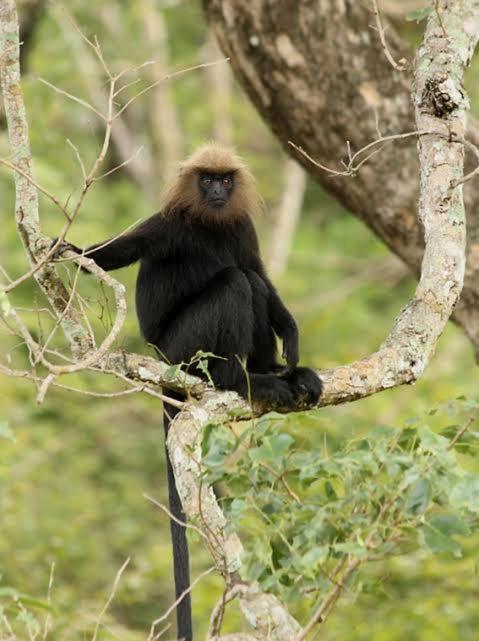 Aditi Thekkady Esterno foto